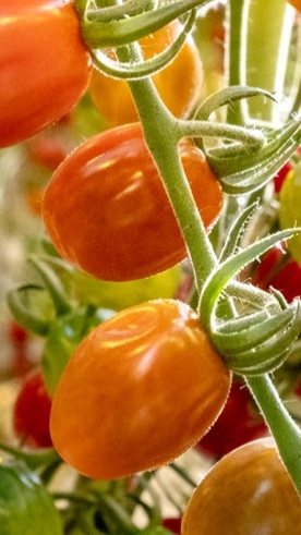 Tomato, High Tech